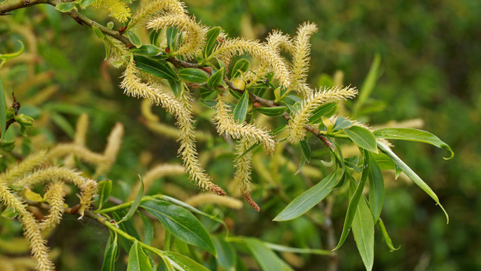 White willow catkins