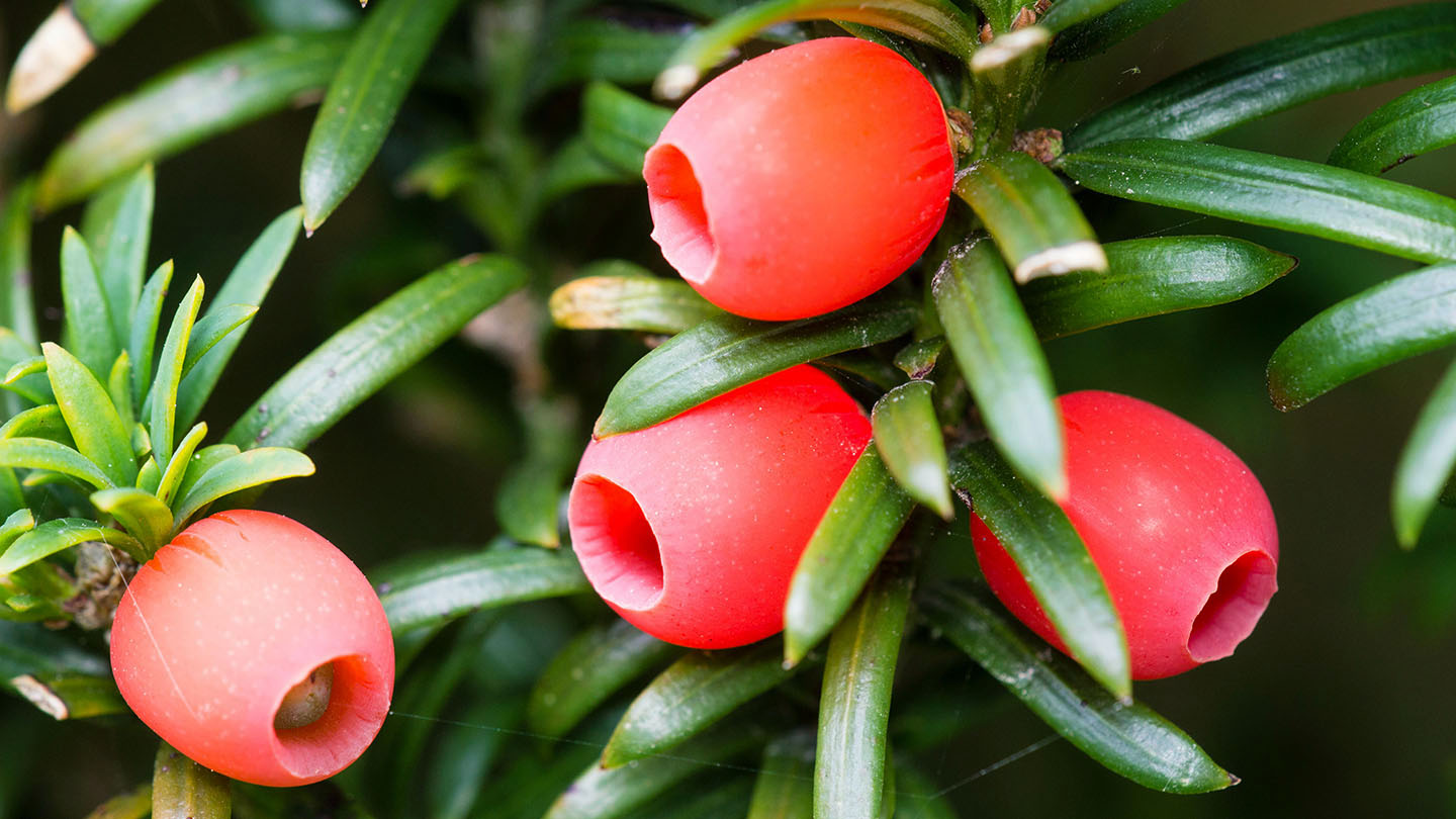 Irish Yew (Taxus baccata 'fastigiata') Woodland Trust