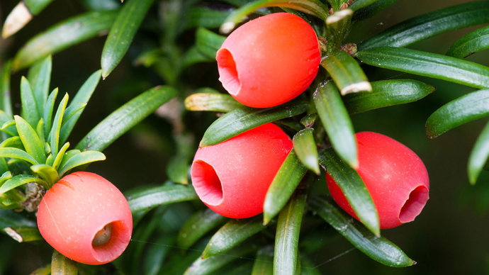 Irish yew berries close-up