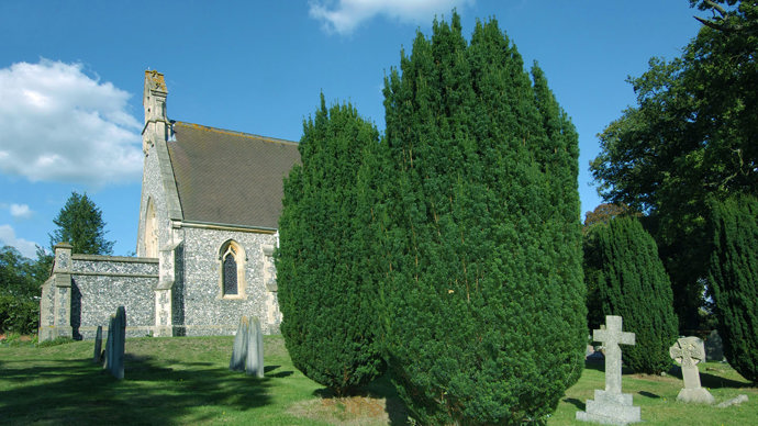 Irish yew in churchyard