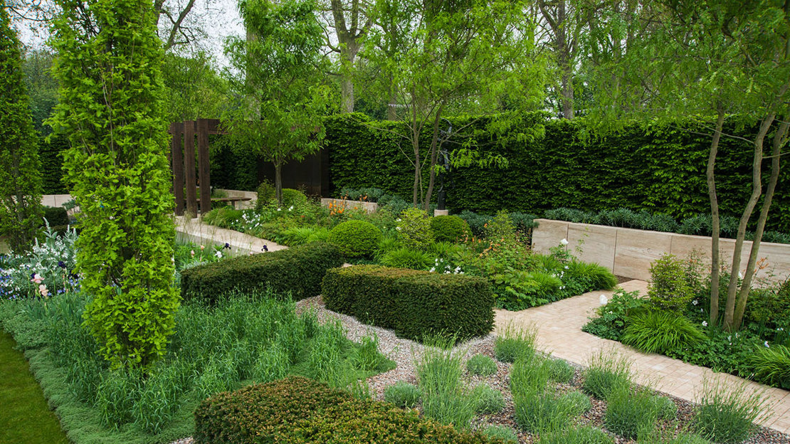 Irish yew at Chelsea Flower Show