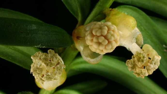 Irish yew close-up of flower and pollen
