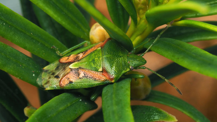 Juniper shieldbug overwintering in Irish yew tree leaves