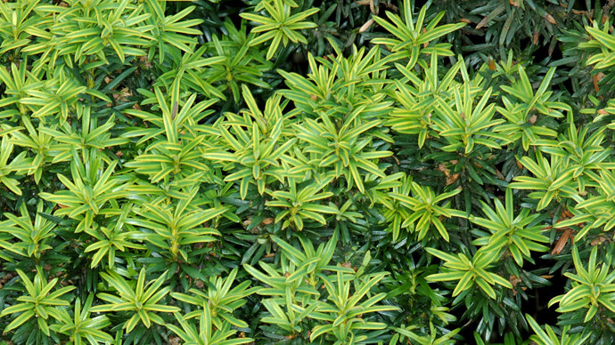 Irish yew needles
