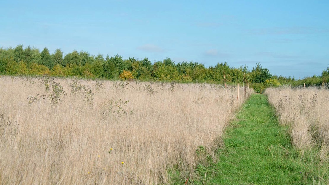 Path through grassland, Pound Farm