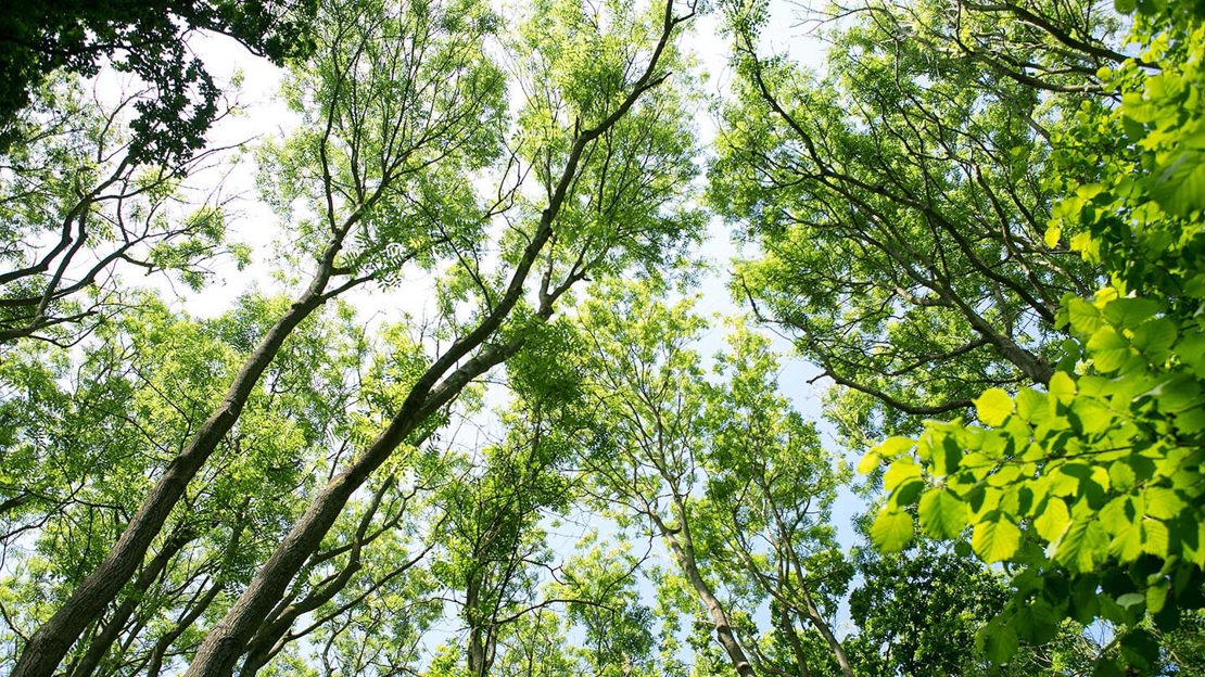 Looking into canopy, Pound Farm