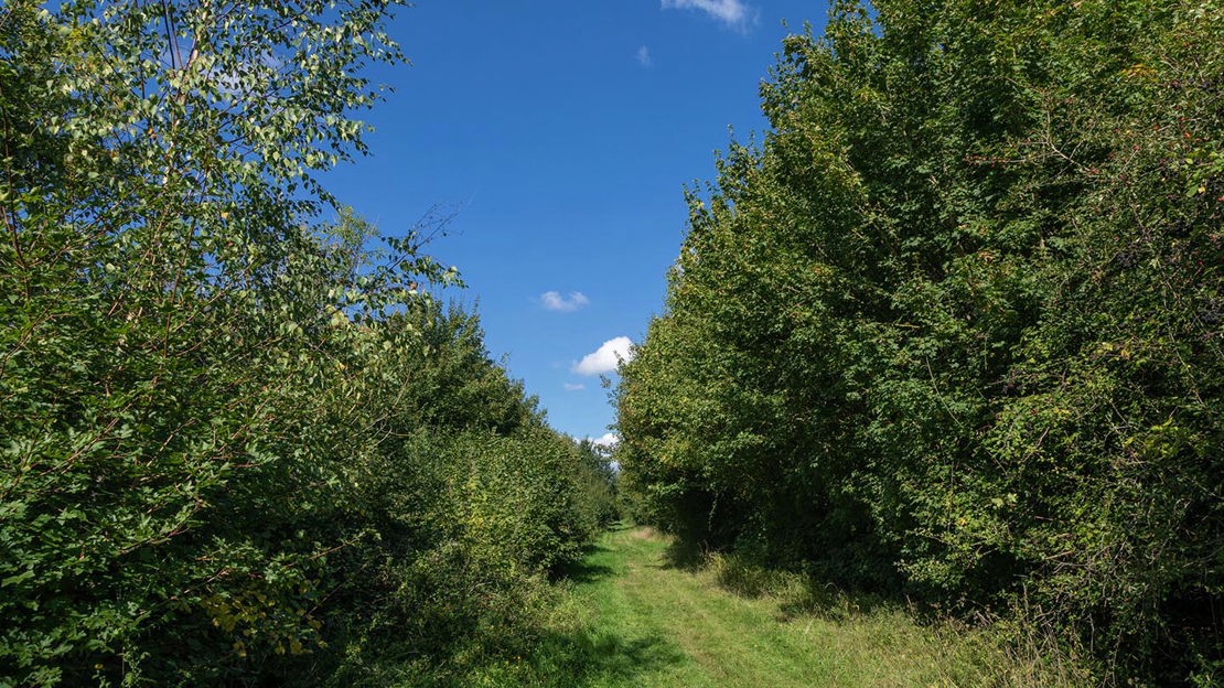Path through woodland, Pound Farm