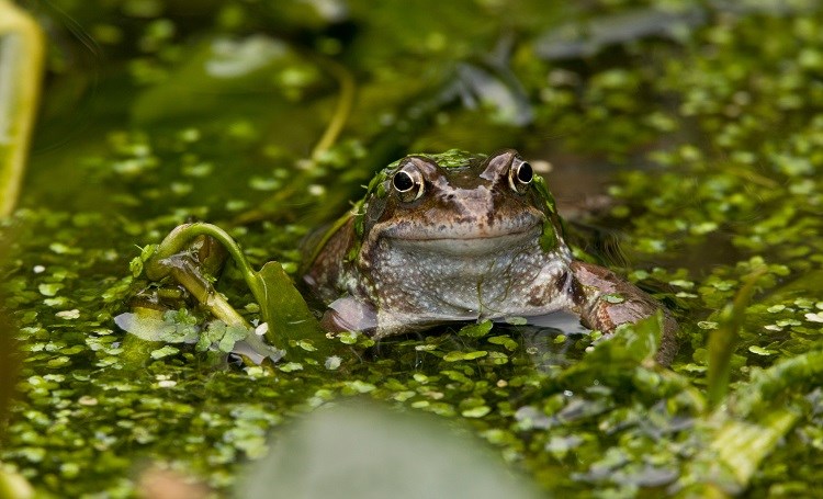 What Frog Breeds Live in a Pond?  