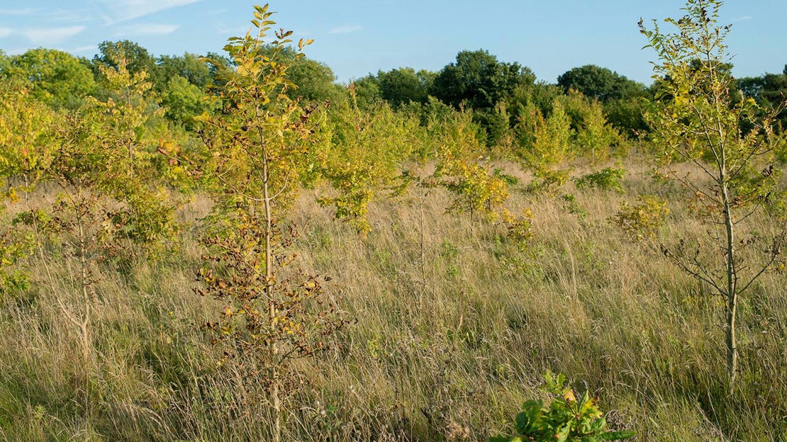 Grassland, Pound Farm