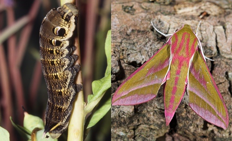 British Caterpillar Identification: 10 Species - Woodland Trust
