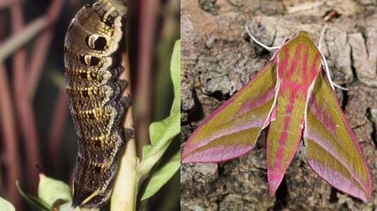 Elephant Hawk-moth: Caterpillar and Lifecycle - Woodland Trust