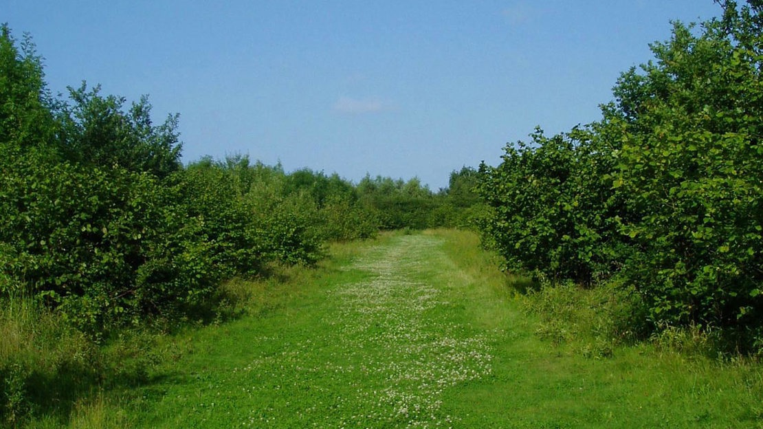 Grass path through woodland, Pound Farm