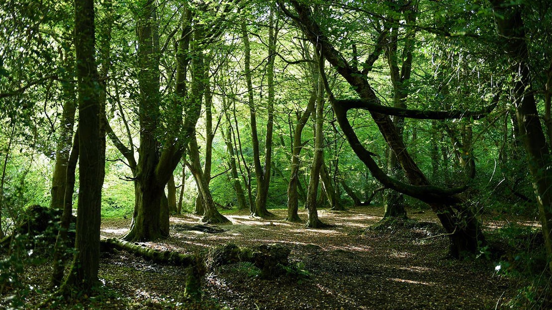 Woodland, Prehen Wood