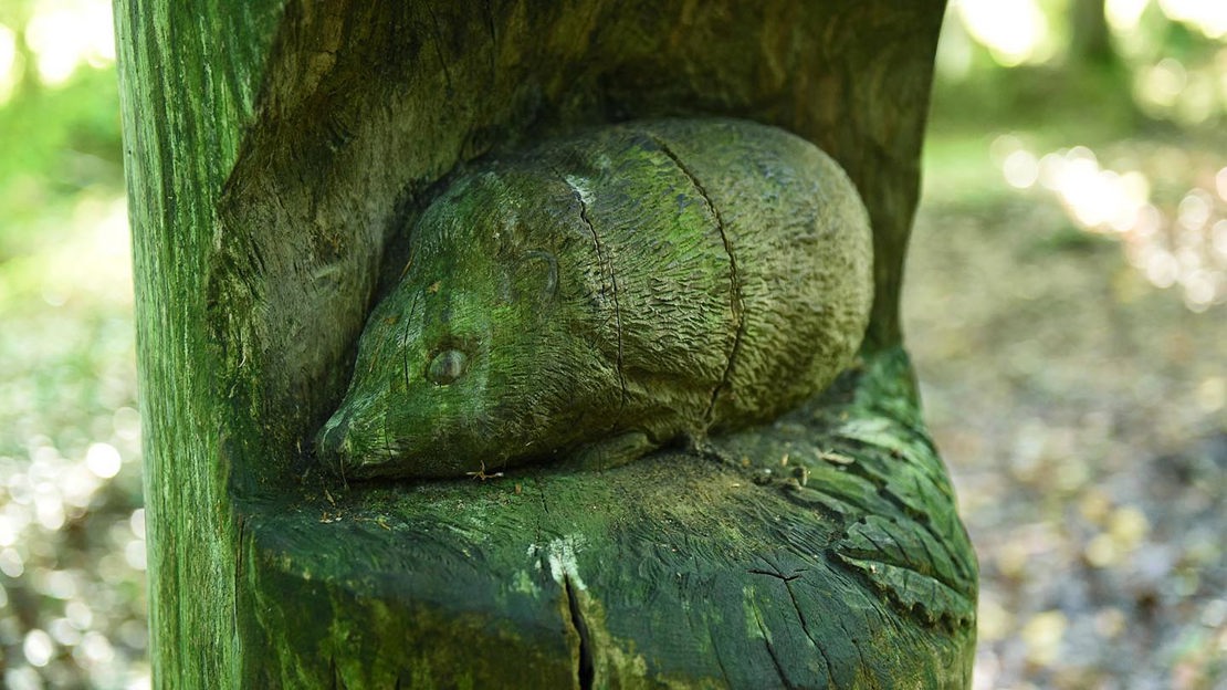 Hedgehood carved into wooden post, Prehen Wood
