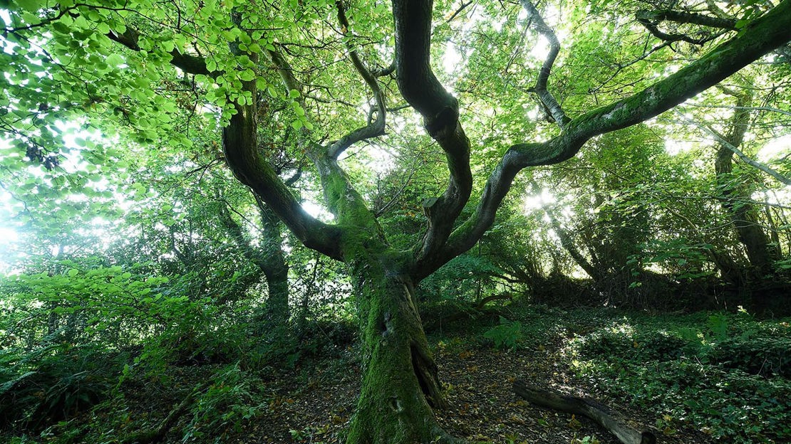 Moss covered tree, Prehen Wood