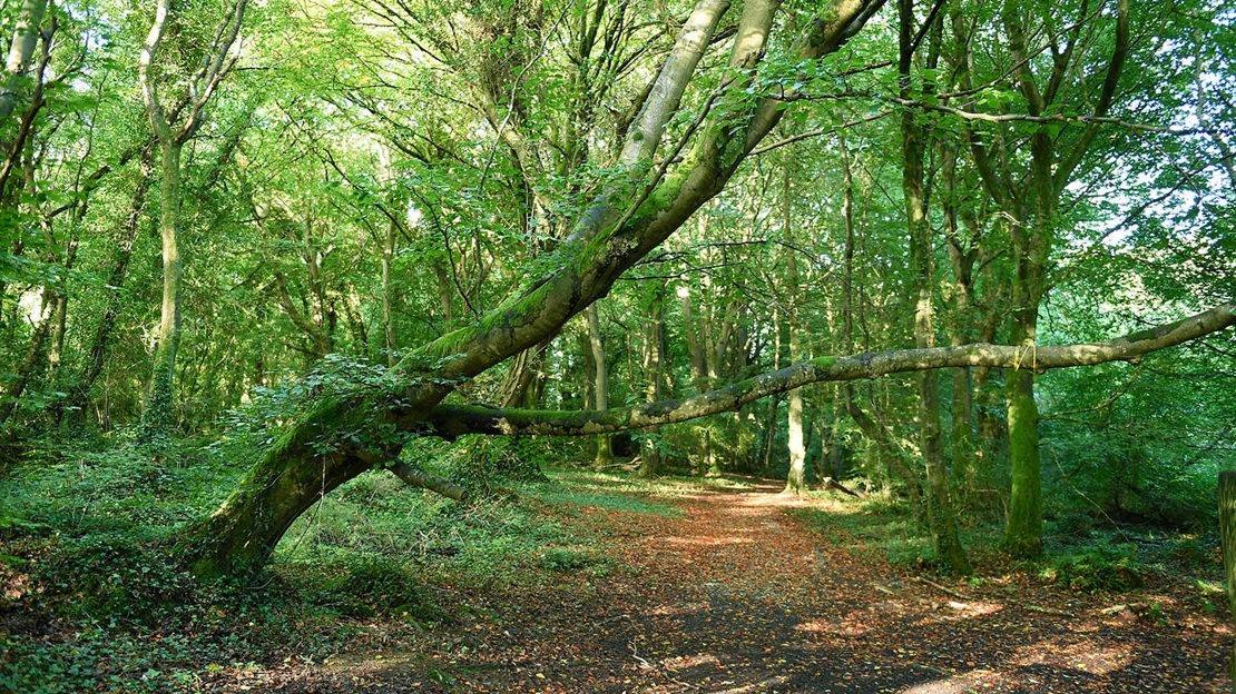 Path through Prehen Wood