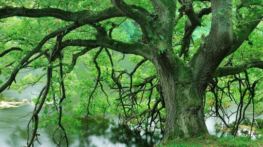 Find A Wood - Visiting Woods - Woodland Trust