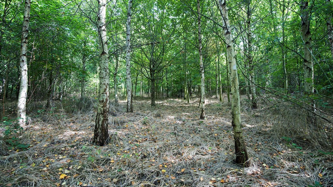 Silver birches, Purton