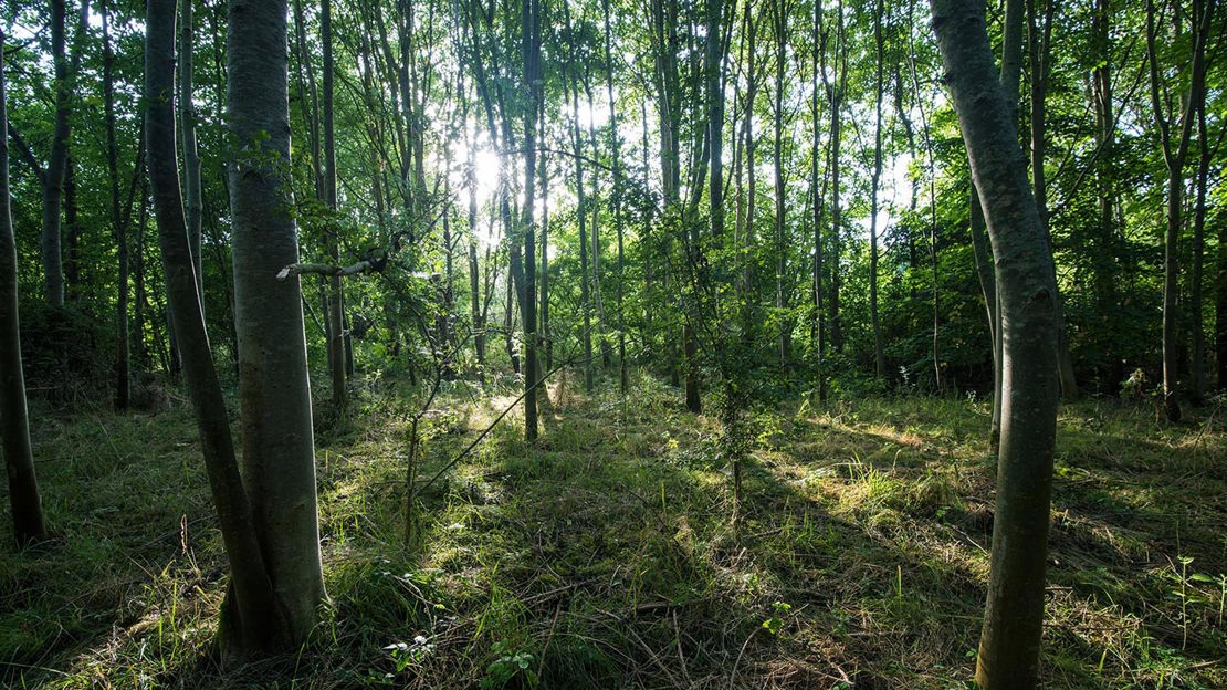 Sunlit grove, Purton