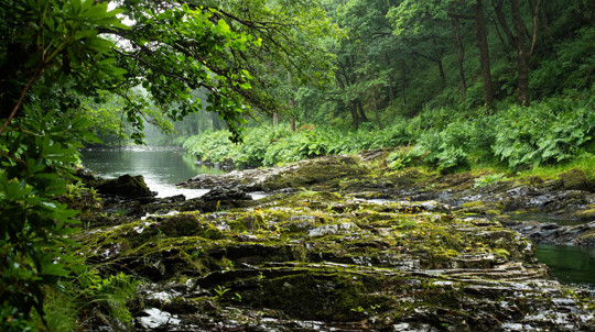 Moss covered boulders in River Dart