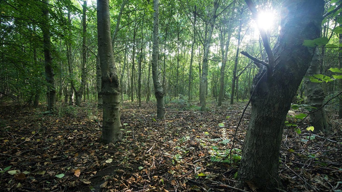 Sunburst through trees, Purton