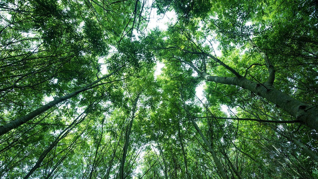 View into canopy, Purton