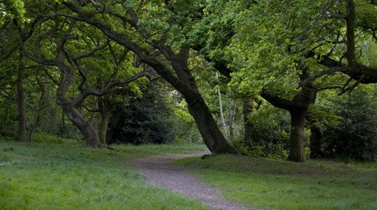 Wick Woodland