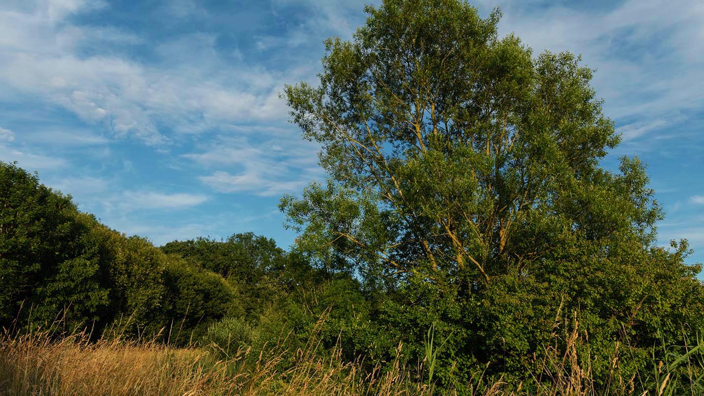 Reffley Wood Visiting Woods Woodland Trust