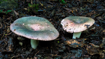 Charcoal burner on woodland floor