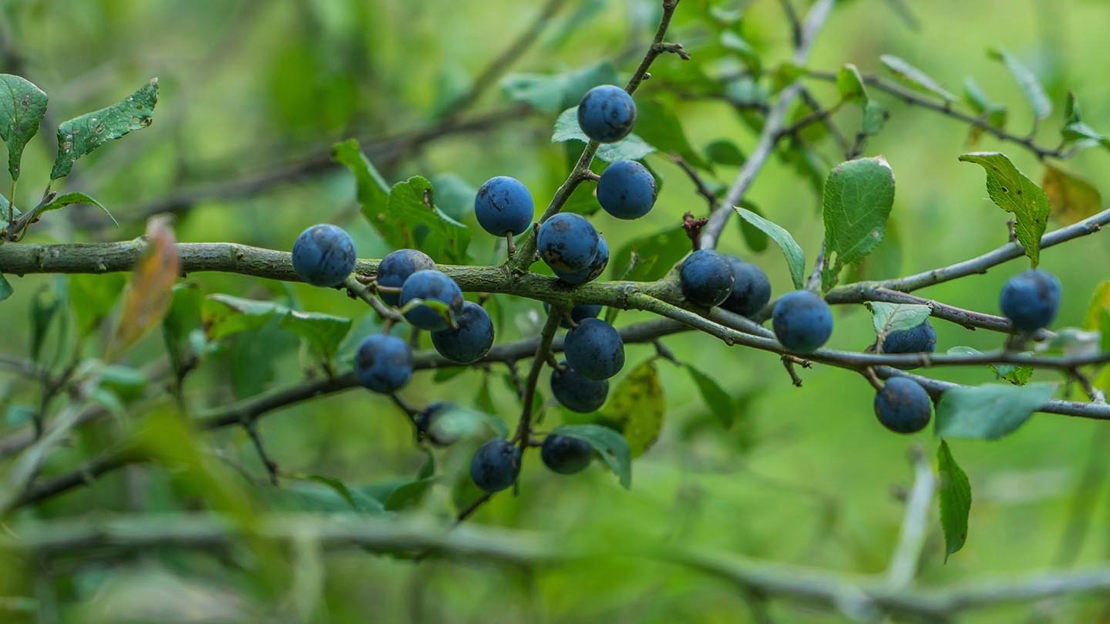 Sloes on blackthorn, Stratton Wood