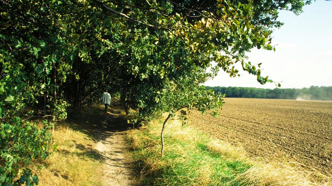 Farmland, The Old Park, Thorndon Country Estate