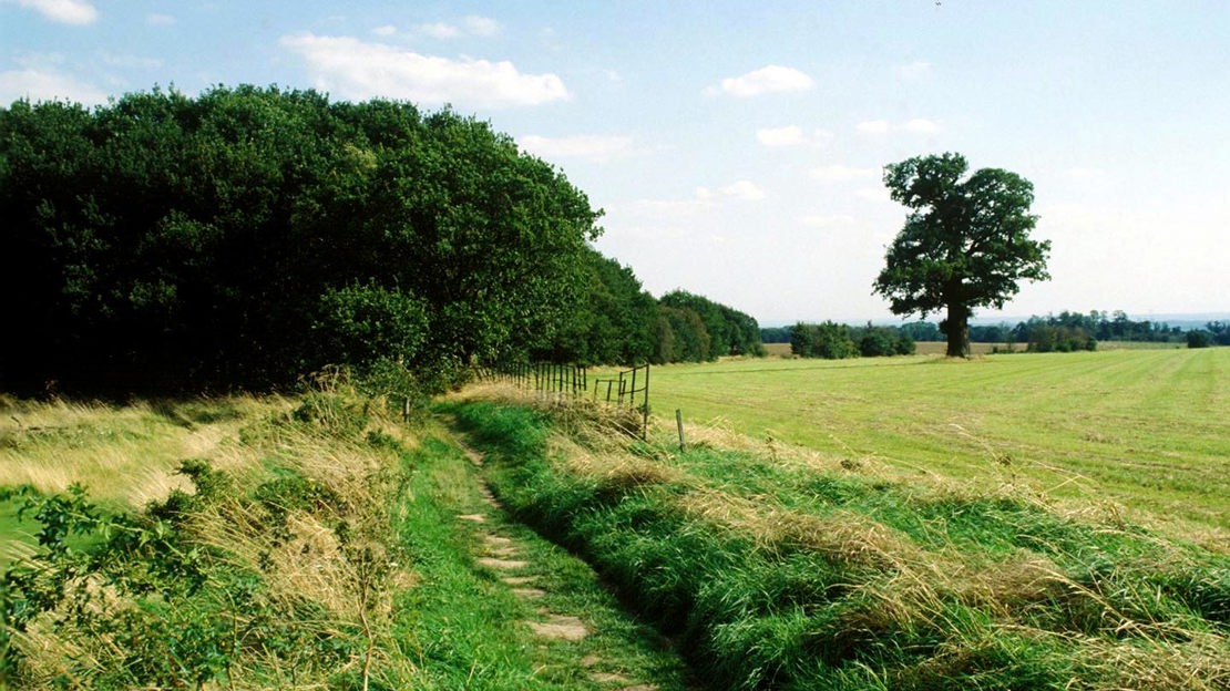 Path towards The Old Park, Thorndon Country Estate