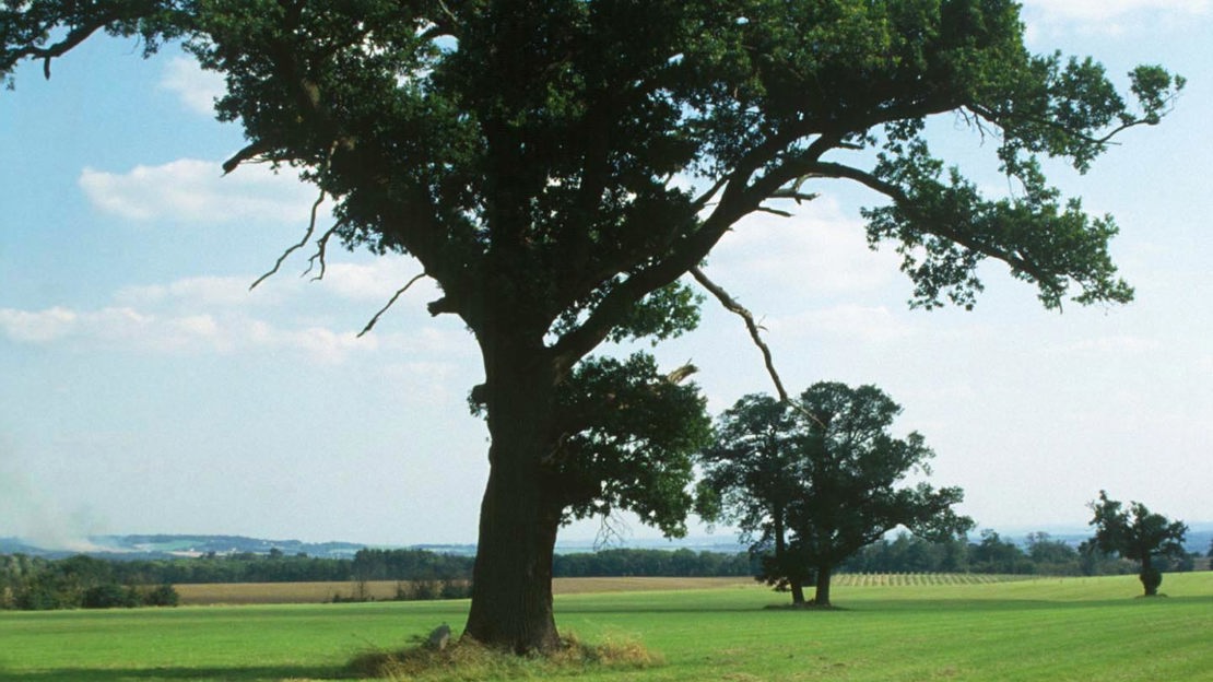 Tree, The Old Park, Thorndon Country Estate