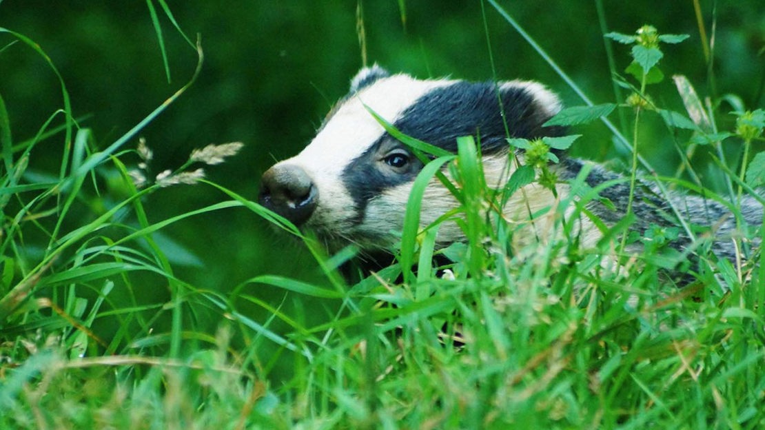 Badger in long grass