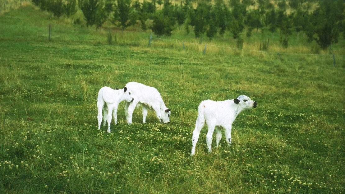 Cattle, The Old Park, Thorndon Country Estate