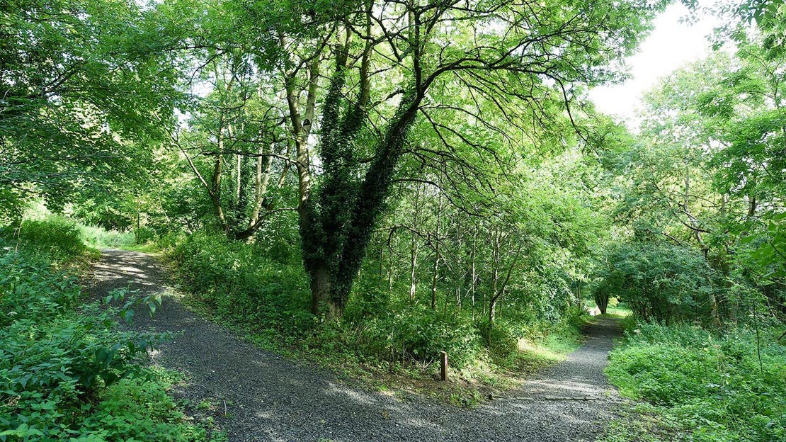 Fork in path, Throne Wood