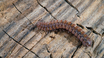 Flat-backed millipede on dead wood