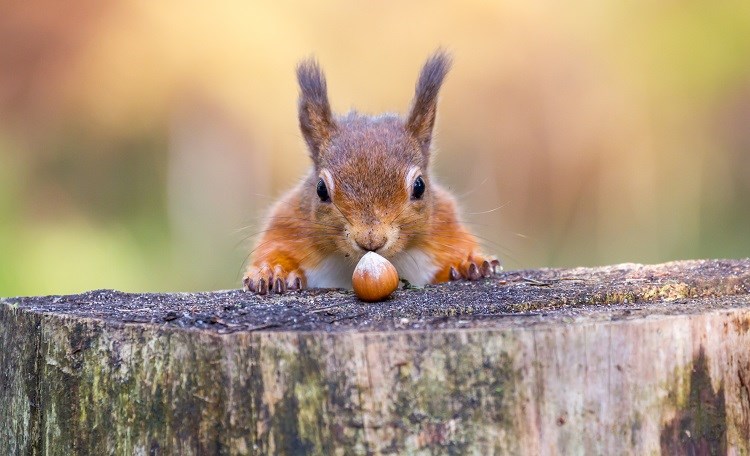 Red Squirrel Are They Endangered & More - Woodland Trust