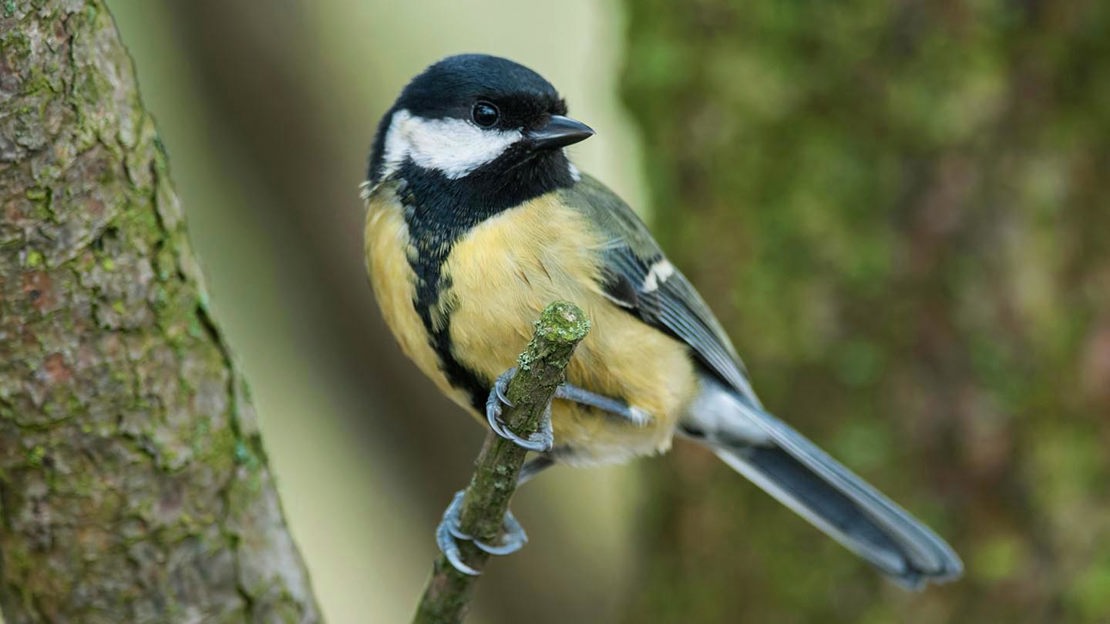 Great Tit