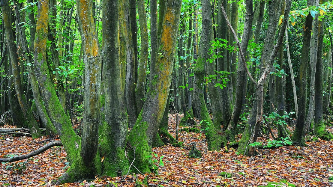 Moss-covered tree trunks, Views Wood