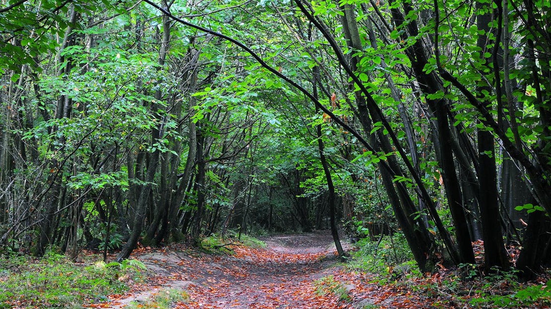 Path through Views Wood