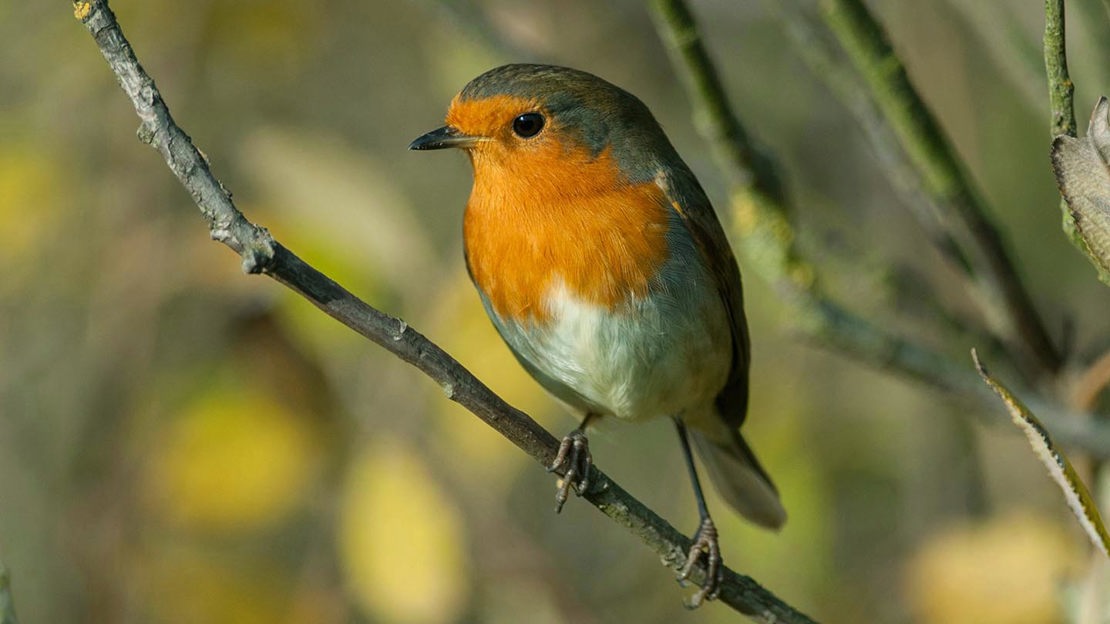 Robin on twig