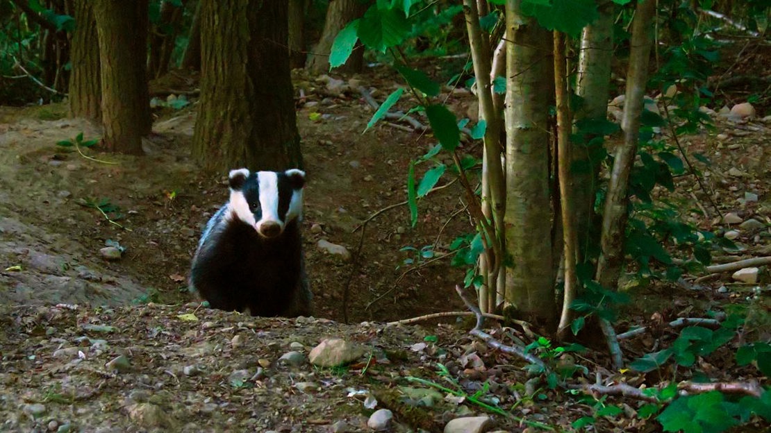 Badger on stony bank, Views Wood