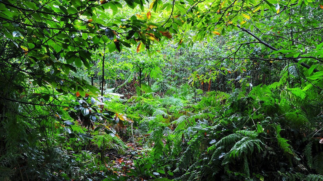 Dense woodland, Views Wood