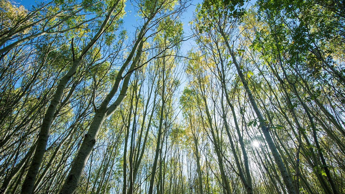 Looking into canopy, Warneage Wood, Grove 4A