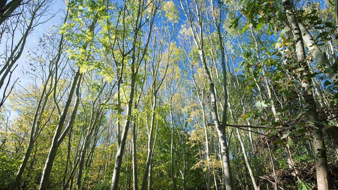 Looking up into canopy, Warneage Wood, PA3