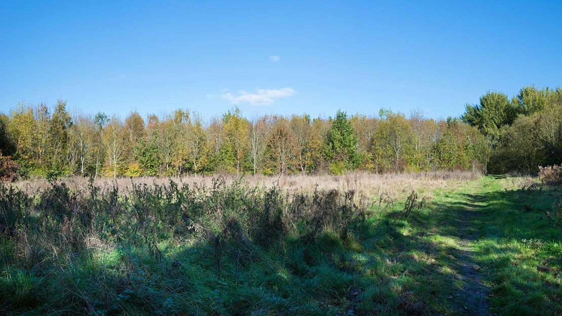 Grassland, Warneage Wood, Grove 4A