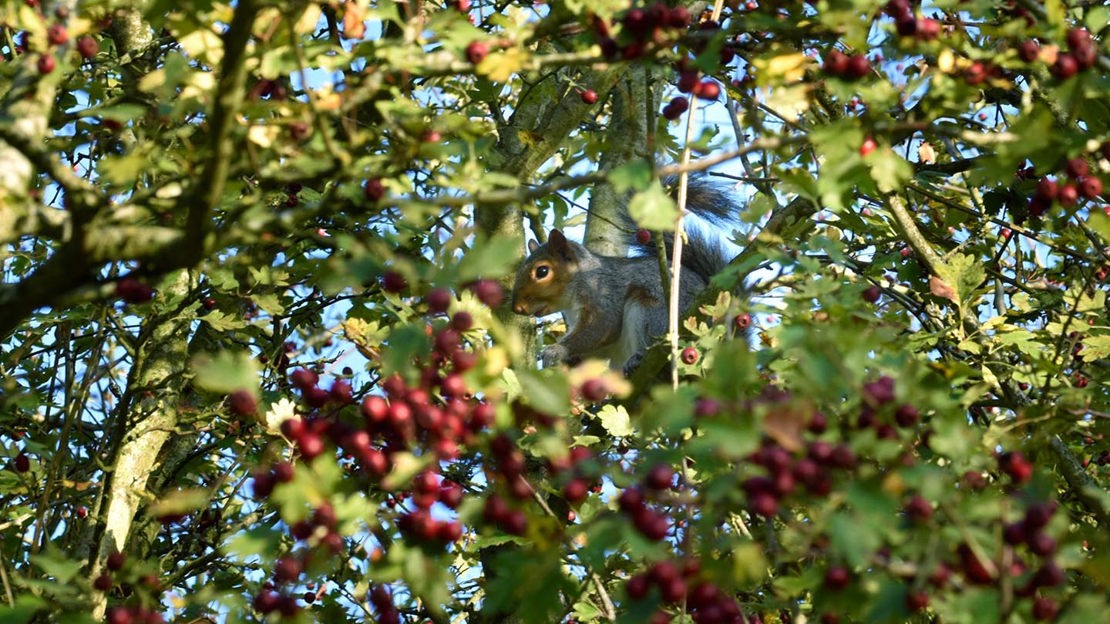 Squirrel in tree, Warneage Wood