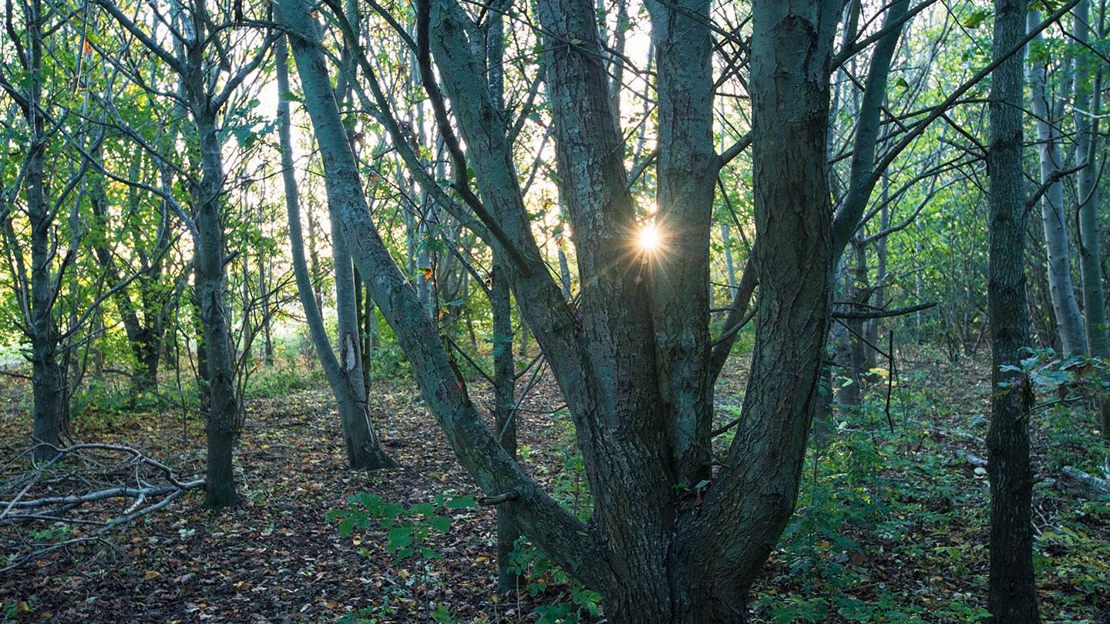 Sunburst through trees, Warneage Wood