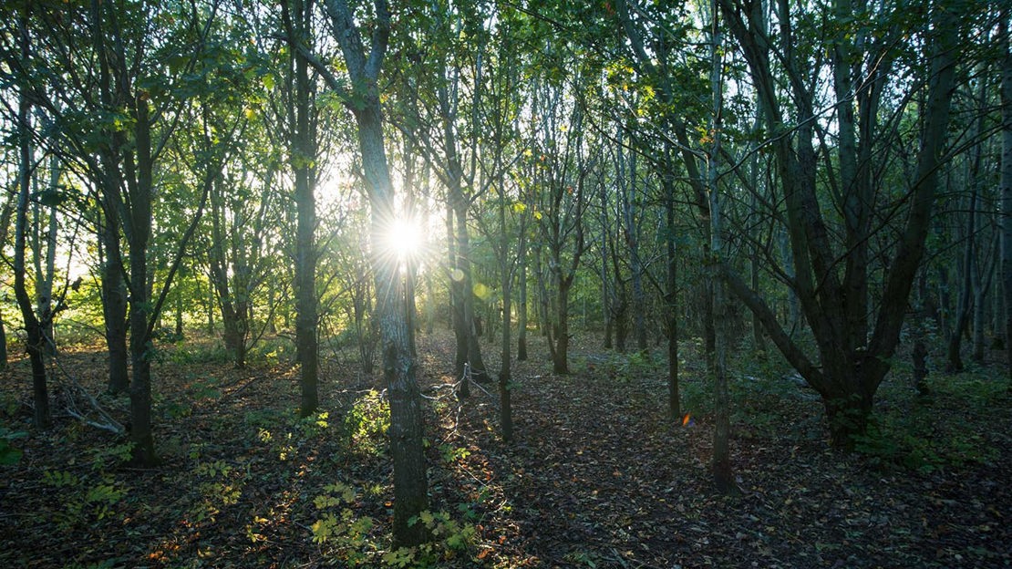 Sunlight through trees, Warneage Wood